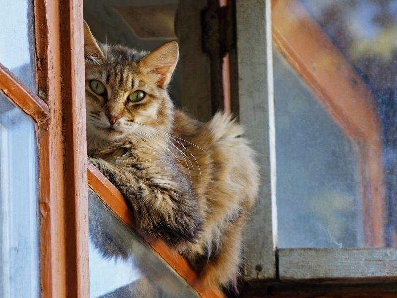 Telas de proteção pra Janela em Jundiaí